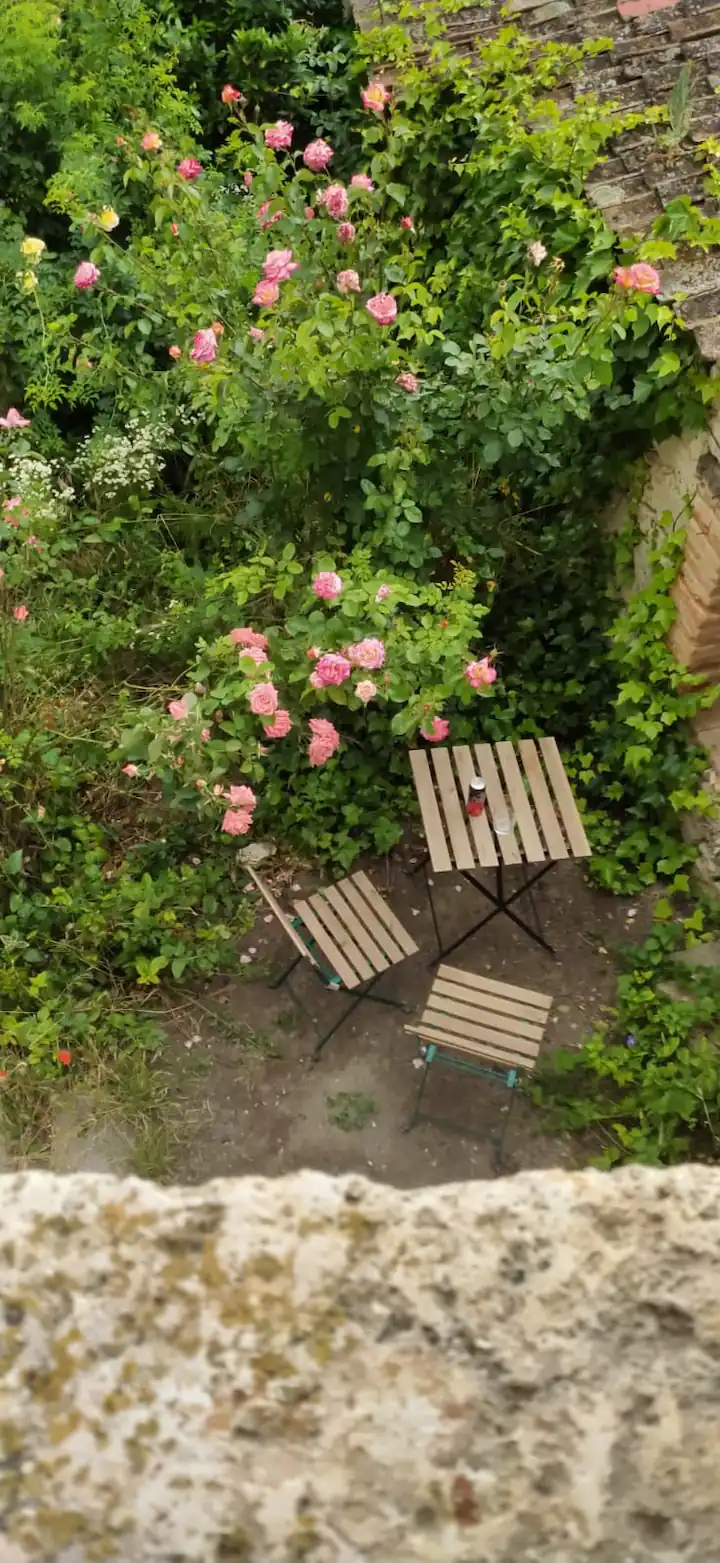 Vista superior de los rosales del jardín